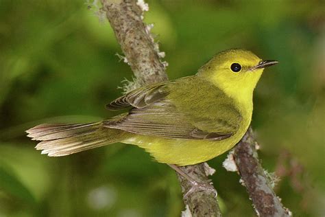 Hooded Warbler Female Photograph by Alan Lenk