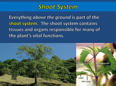 Plant System Interactions - ppt download