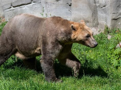 Polar bear and grizzly bear hybrids, known as 'pizzly bears,' could ...