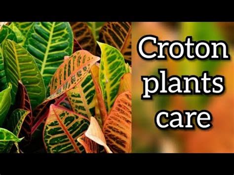 How to care Croton plants | Croton Petra care n complete info | Telugu | Mammy Zanziber ...