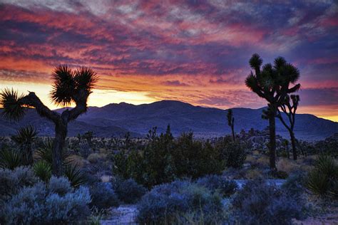 Joshua Tree Sunset Photograph by Wendy White - Pixels