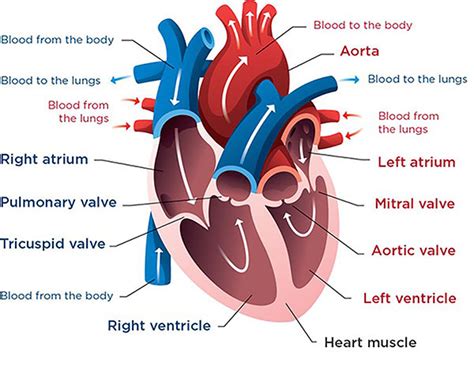 Atrial Septal Defect - Seattle Children's