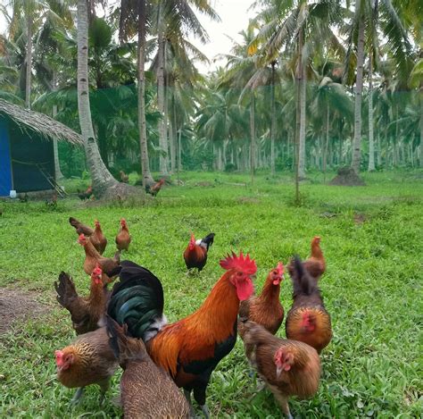 Rivers Native Chicken Farm - Pure Darag - Community | Facebook