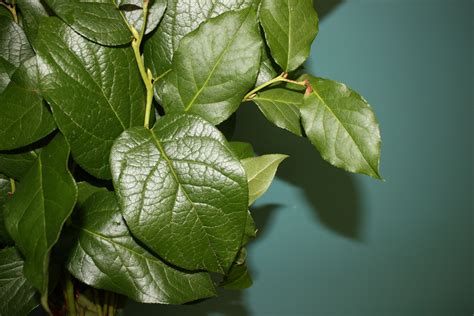 Salal, Lemon Leaf | Cut Floral Greens | Alpha Fern