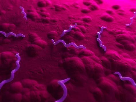 Spirillum Bacteria, Artwork Photograph by Sciepro