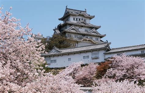 Top 5 Cherry Blossom Viewing Spots in Hyogo | All About Japan