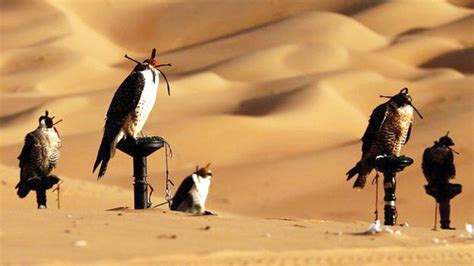 Saudi youth campaign to save endangered animals | Arab News