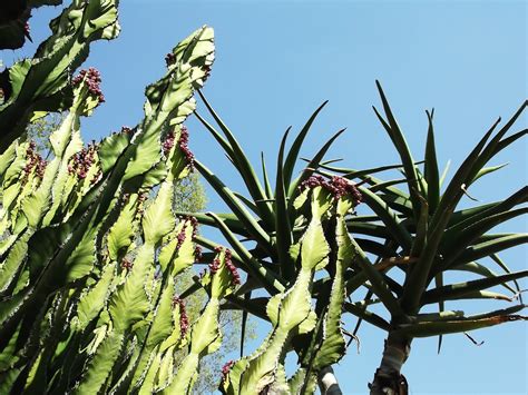 AE Tourism Consulting - Namibia: Desert Flowers of Namibia are BEAUTIFUL!