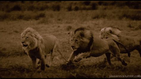 Poacher EATEN by lions that he was hunting in South Africa. | Page 9 ...