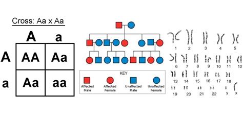 Pedigree and Punnett square Diagram | Quizlet