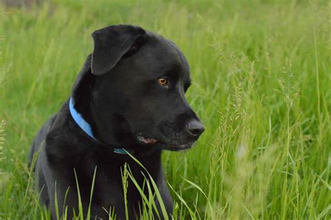 Labrabull Pictures - AZ Animals