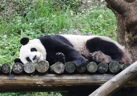 Bunch Of Fun With Animals At Taipei Zoo ~ PINOY REFRESHER