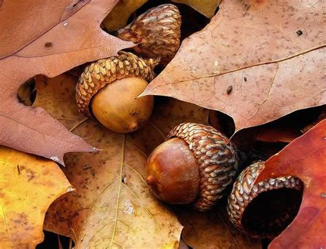 Autumn Leaves and Acorns | Acorn, Autumn, Fall thanksgiving