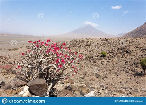 Lake natron volcano - gasquotes