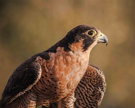 Peregrine Falcon. Falcons. Birds of Prey. Raptors. Bird of | Etsy