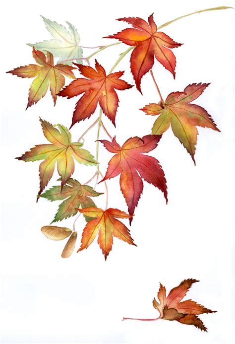 Japanese Maple Leaf Drawing at GetDrawings | Free download