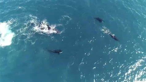 Drone Captures Killer Whales Attacking Humpback Whale Calf