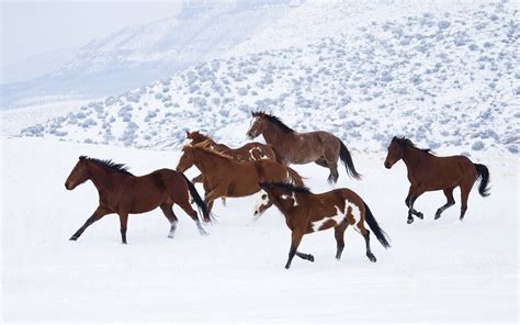 Amazing picture hd winter in high resolution | Horses in snow, Horse wallpaper, Horses