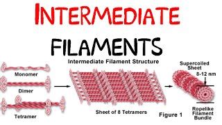 Intermediate Filament Function