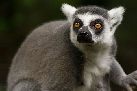 Ring-tailed Lemur Facts for Kids