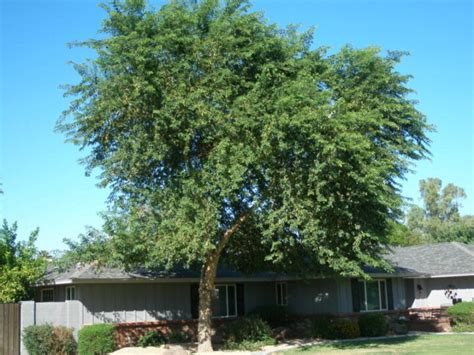 Sissoo Tree | Elgin Nursery & Tree Farm: Phoenix, AZ