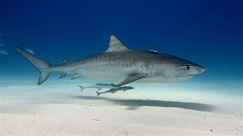 Can Sharks Swim Backwards?