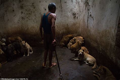 Animals are beaten to death, strangled and caged in unflinching photo series showing their ...