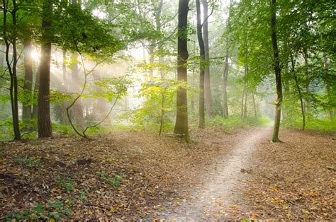 Gray Pathway Surrounded by Green Tress · Free Stock Photo