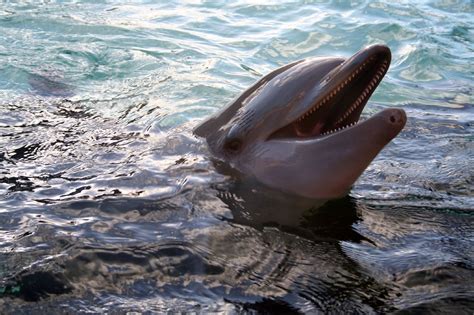 Dolphin teeth | Dolphins appear to smile at the petting tank… | Flickr