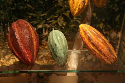 The 3 cacao varieties - Criollo (best), Trinitario, Forastero | Cocoa plant, Cacao beans, Cacao