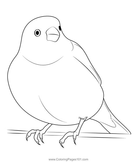 Canary Bird Coloring Page For Kids Free Finches Print - vrogue.co