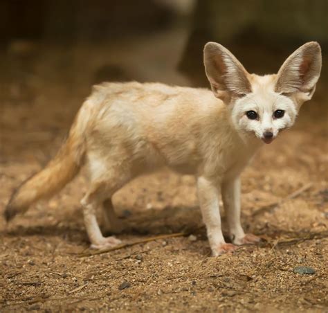 This fennec fox is all ears! To regulate their body temps they pant ...