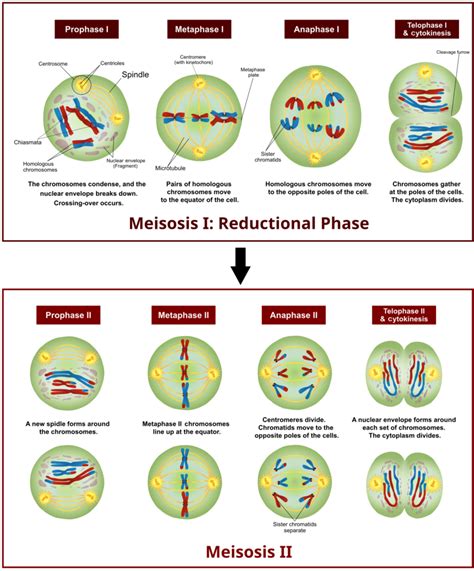 Meiosis Diagram | Quizlet