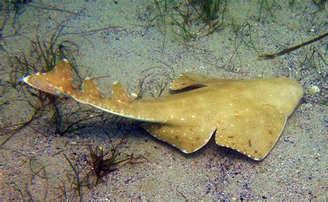 Top 10 Harmless Shark Species