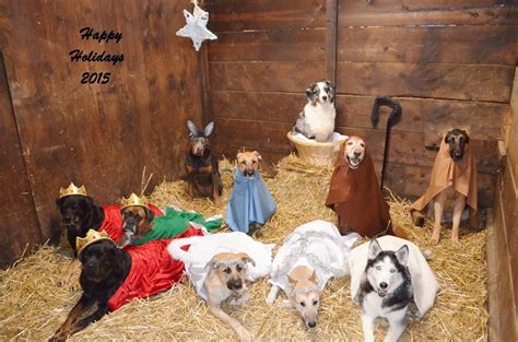 best+dog+nativity+scene.jpg – Golch CENTRAL