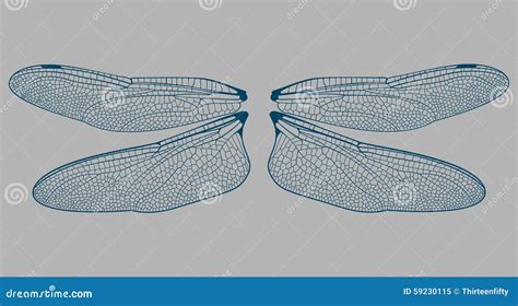 Dragonfly Wings Only Vector Illustration | CartoonDealer.com #192732588