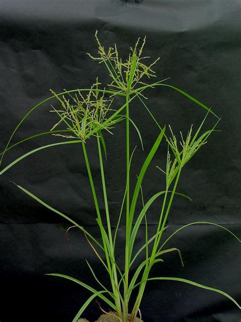 Cyperus Iria Local Name