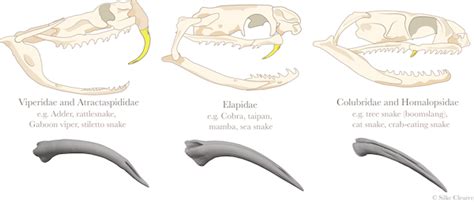 How snake fangs evolved to perfectly fit their food