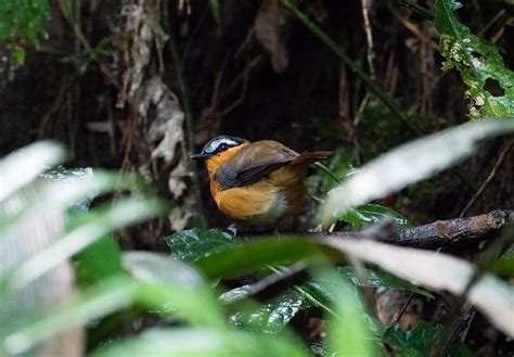 Bwindi Impenetrable Forest, Africa's Best Birding