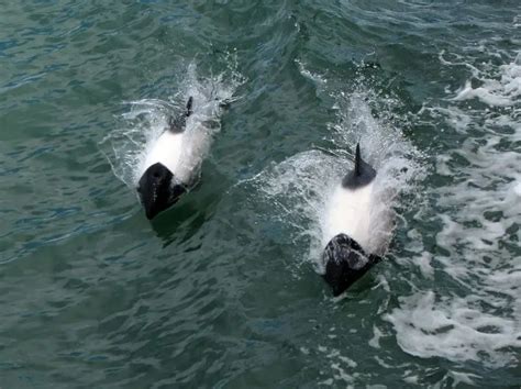 Commerson's Dolphin - Facts, Diet, Habitat & Pictures on Animalia.bio