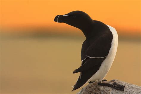 The Auk Family | Audubon Seabird Institute