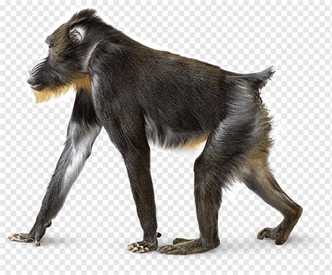 Mandrill Macaque Primate Baboons Monkey, monkey, animals, wildlife ...