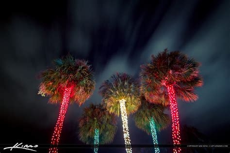 Christmas Lights On Palm Tree Wallpapers - Wallpaper Cave