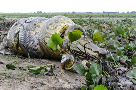 A green anaconda squeezes the life out of a caiman. The anaconda's look says "Please don't ...