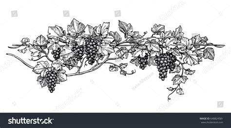 Hand Drawn Vector Illustration Grapes Vine Stock Vector (Royalty Free ...