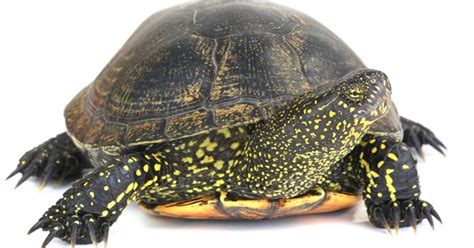 European Pond Turtle Information and Pictures - PetGuide | PetGuide