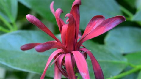 Calycanthus occidentalis - Cambridge University Botanic Garden