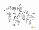 Goat Colouring Pages sketch template