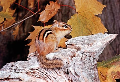 Why Do Chipmunks Have Big Cheeks