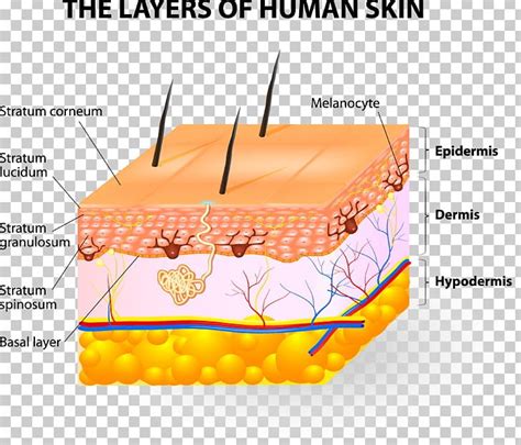 Human Skin Subcutaneous Tissue Epidermis PNG, Clipart, Agar, Anatomy, Dermis, Diagram, Epidermis ...